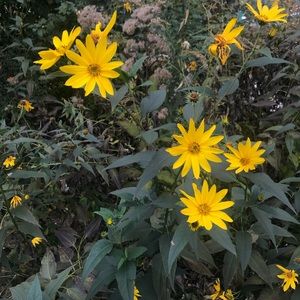 Meet your Posher, Molly